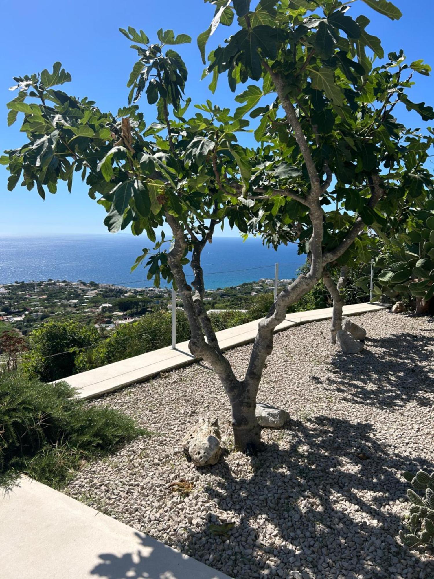 Villa Inarime Ischia Eksteriør billede